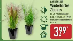 Aldi Nord GARDENLINE Winterhartes Ziergras Angebot