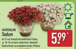 Aldi Nord GARDENLINE Sedum Angebot