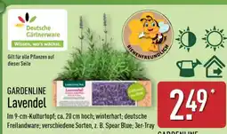 Aldi Nord GARDENLINE Lavendel Angebot