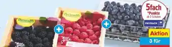 Netto Marken-Discount Beeren Kombi-Pack Angebot