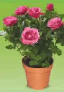 Netto Marken-Discount Rosen im Topf Angebot