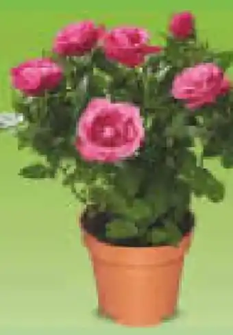 Netto Marken-Discount Rosen im Topf Angebot