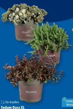 Lidl Sedum Dura XL Angebot