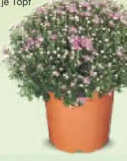 Netto Marken-Discount Chrysanthemen Büsche Angebot