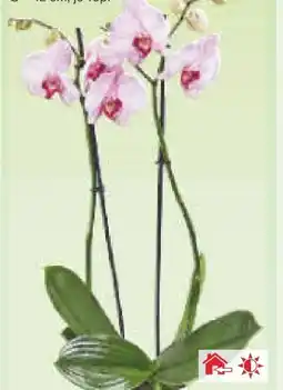 Netto Marken-Discount Orchideentopf Angebot