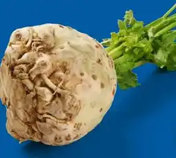 Lidl Knollensellerie Angebot