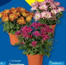 Lidl Chrysanthemen Elle Fleur Angebot