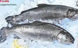 Netto Marken-Discount Regenbogen-Forellenfilet Angebot