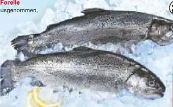 Netto Marken-Discount Regenbogen-Forellenfilet Angebot