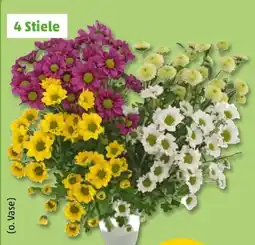 PENNY Chrysanthemenstrauß Santini Festival Angebot