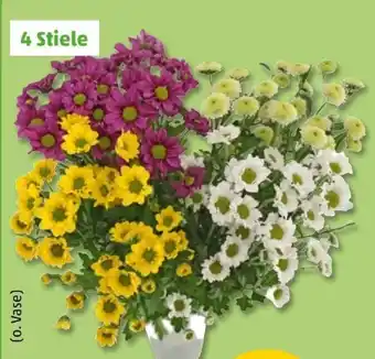 PENNY Chrysanthemenstrauß Santini Festival Angebot