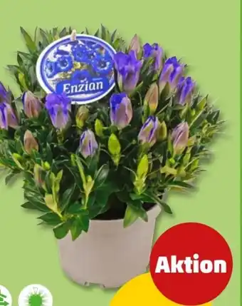 PENNY Enzian Angebot