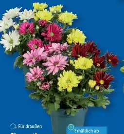 Lidl Chrysantheme Angebot