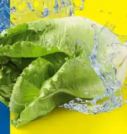 Lidl Romanasalat Angebot