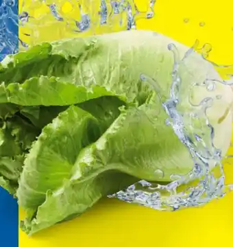 Lidl Romanasalat Angebot