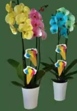 E-Center Orchideentopf Angebot
