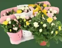 E-Center Rosen Dolce Amore Angebot