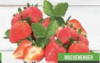 E-Center Erdbeeren Angebot