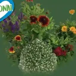 E-Center Sommerstauden XL Angebot