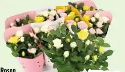 Edeka Rosen Dolce Amore Angebot