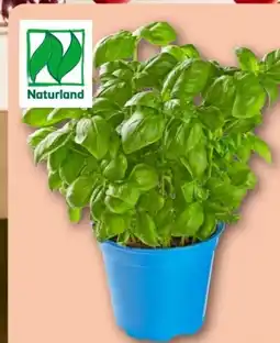 REWE Center Rewe Bio Basilikum im Topf Angebot