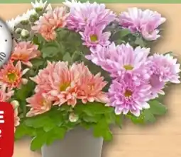 REWE Center Rewe Beste Wahl Chrysanthemen Angebot