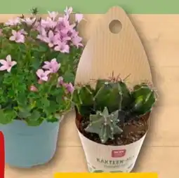 REWE Center Rewe Beste Wahl Glockenblume Ambella Angebot