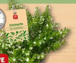 REWE Center Rewe Beste Wahl Scheinmyrthe Angebot
