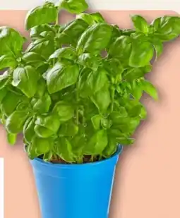 REWE Rewe Bio Basilikum im Topf Angebot