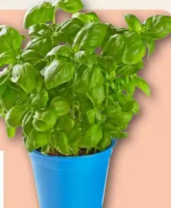 REWE Rewe Bio Basilikum im Topf Angebot