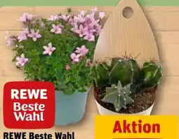 REWE Rewe Beste Wahl Glockenblume Ambella Angebot