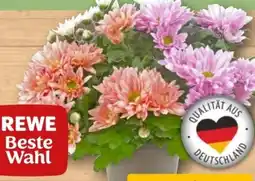 REWE Rewe Beste Wahl Chrysanthemen Angebot