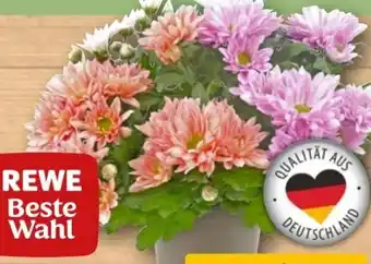REWE Rewe Beste Wahl Chrysanthemen Angebot