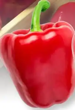 Scheck-in-Center Paprika Rot Angebot
