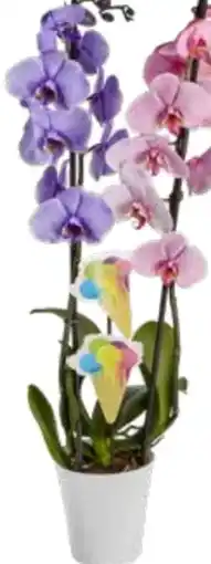 Edeka Phalaenopsis Schmetterlingsorchideen Angebot