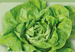 REWE Center Rewe Regional Kopfsalat Angebot