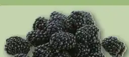 REWE Rewe Regional Brombeeren Angebot