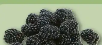 REWE Rewe Regional Brombeeren Angebot