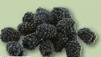 REWE Center Rewe Regional Brombeeren Angebot