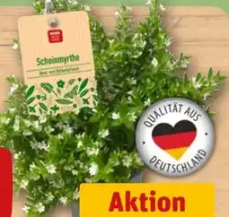 REWE Rewe Beste Wahl Scheinmyrthe Angebot