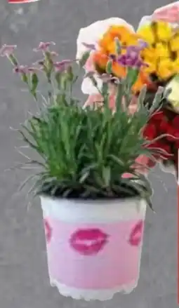 Edeka Frischemarkt Gut & Günstig Gartennelke Pink Kisses Angebot