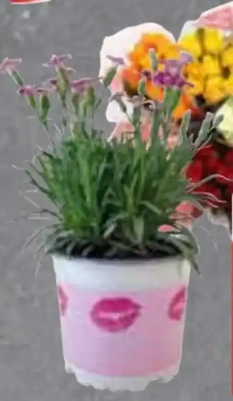 Edeka Frischemarkt Gut & Günstig Gartennelke Pink Kisses Angebot