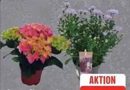 Edeka Hortensien Angebot