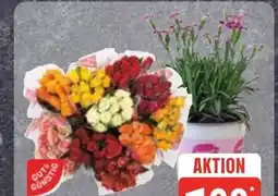 Edeka Gut & Günstig Moosrosen Angebot