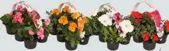 Globus Baumarkt Beet- und Balkonpflanzen Angebot