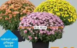 Globus Baumarkt Chrysanthemen Büsche Angebot