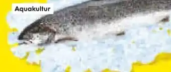 Netto Marken-Discount Ganzer Superior Lachs Angebot