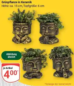 Globus Grünpflanze in Keramik Angebot