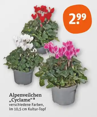 tegut Alpenveilchen cyclame Angebot