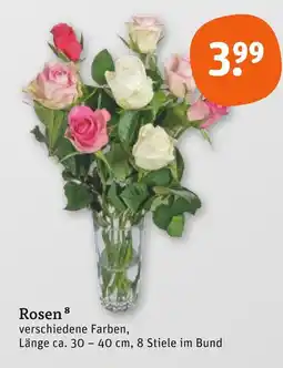 tegut Rosen Angebot